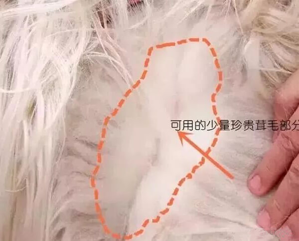 羊絨