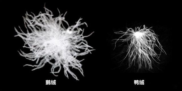 鵝絨與鴨絨對比