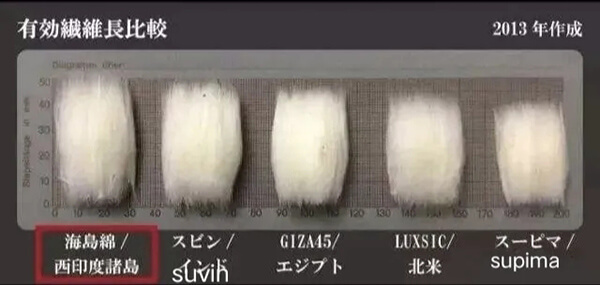 棉花長(cháng)度對比