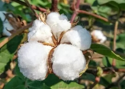 棉桃2